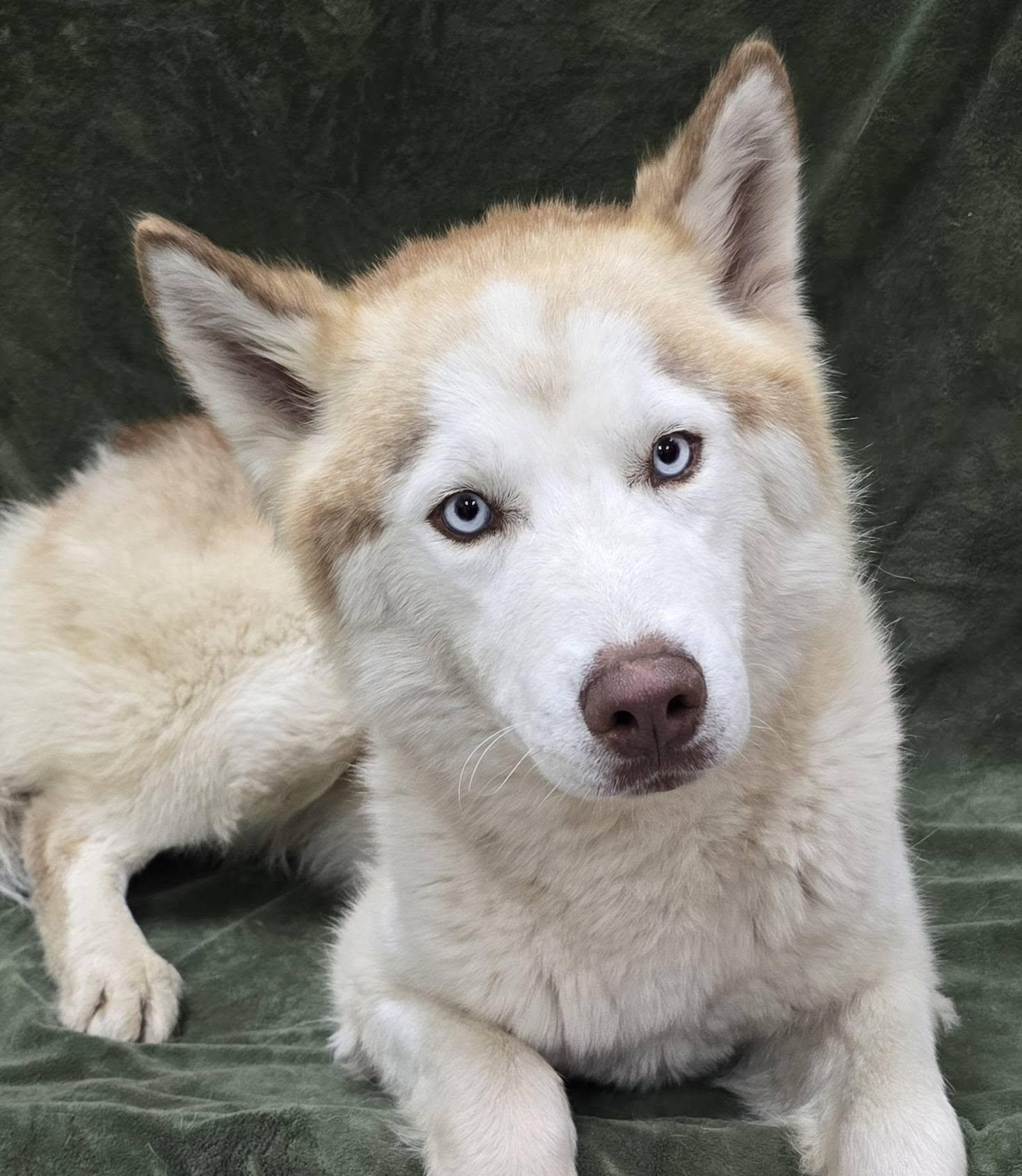 Felix, Adult Male Husky