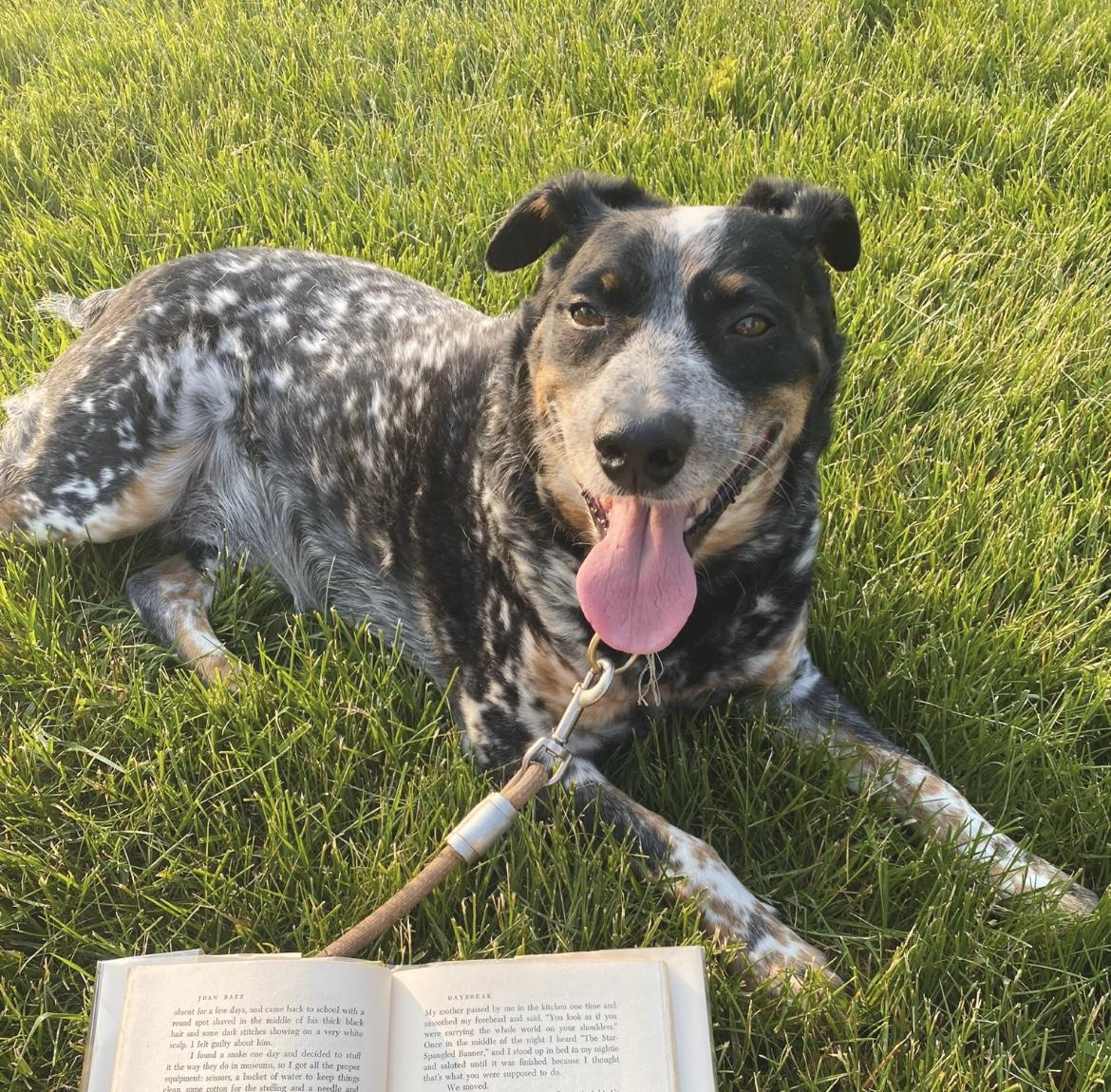 Garfy - Foster Needed, a Adoptable mixed breed in Edgewater, MD image 1/6