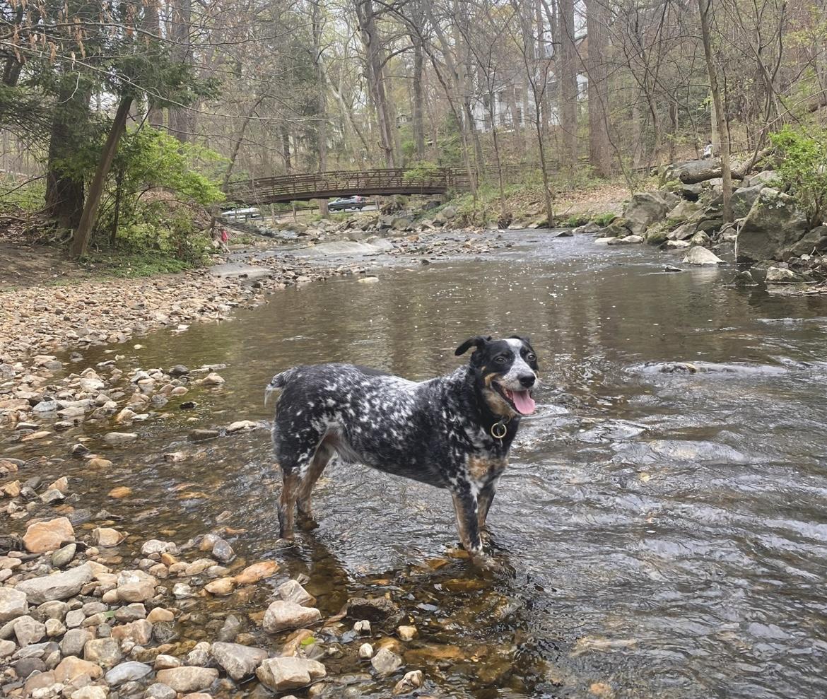 Garfy - Foster Needed, a Adoptable mixed breed in Edgewater, MD image 5/6