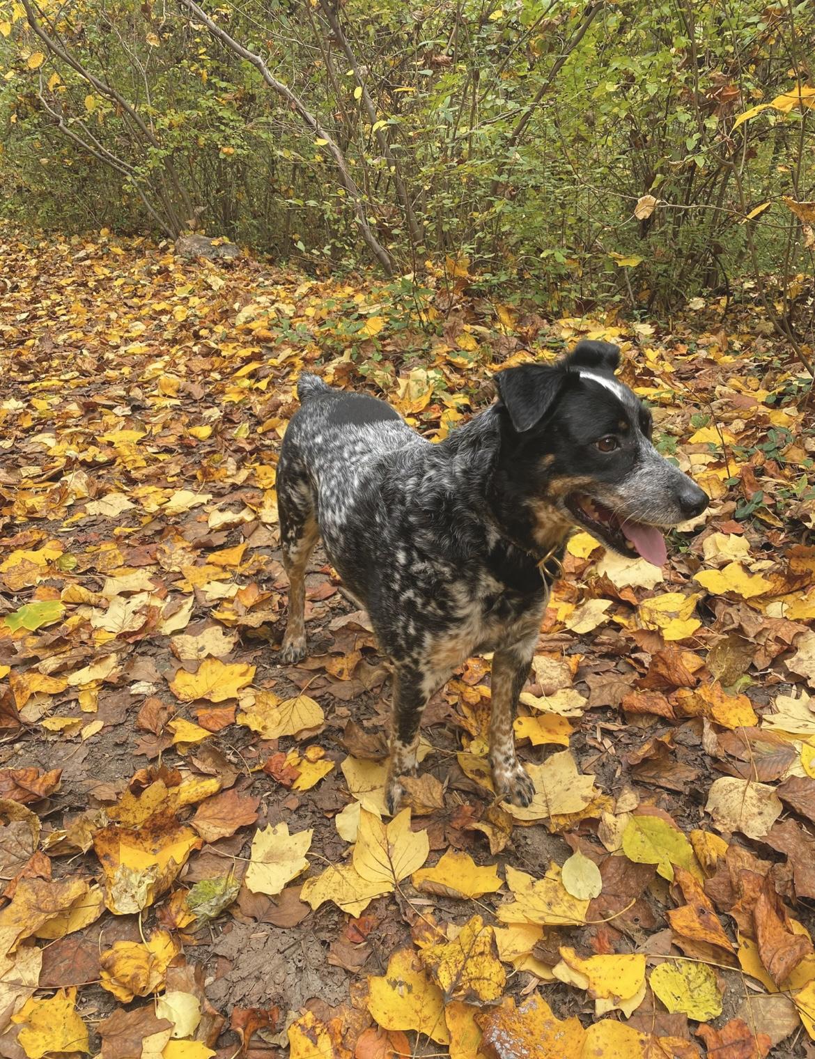 Garfy - Foster Needed, a Adoptable mixed breed in Edgewater, MD image 2/6