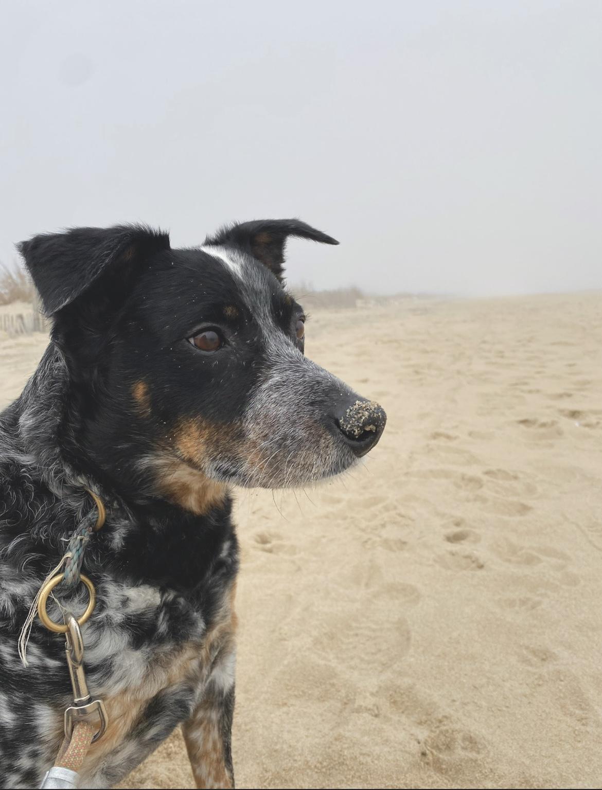 Garfy - Foster Needed, a Adoptable mixed breed in Edgewater, MD image 3/6