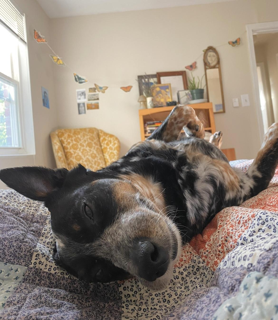 Garfy - Foster Needed, a Adoptable mixed breed in Edgewater, MD image 6/6