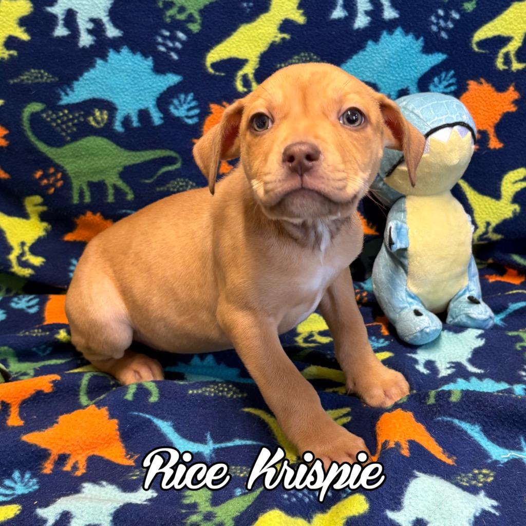 Enlarge Rice Krispie, a Adoptable mixed breed in Hillsboro, OH image 1/2