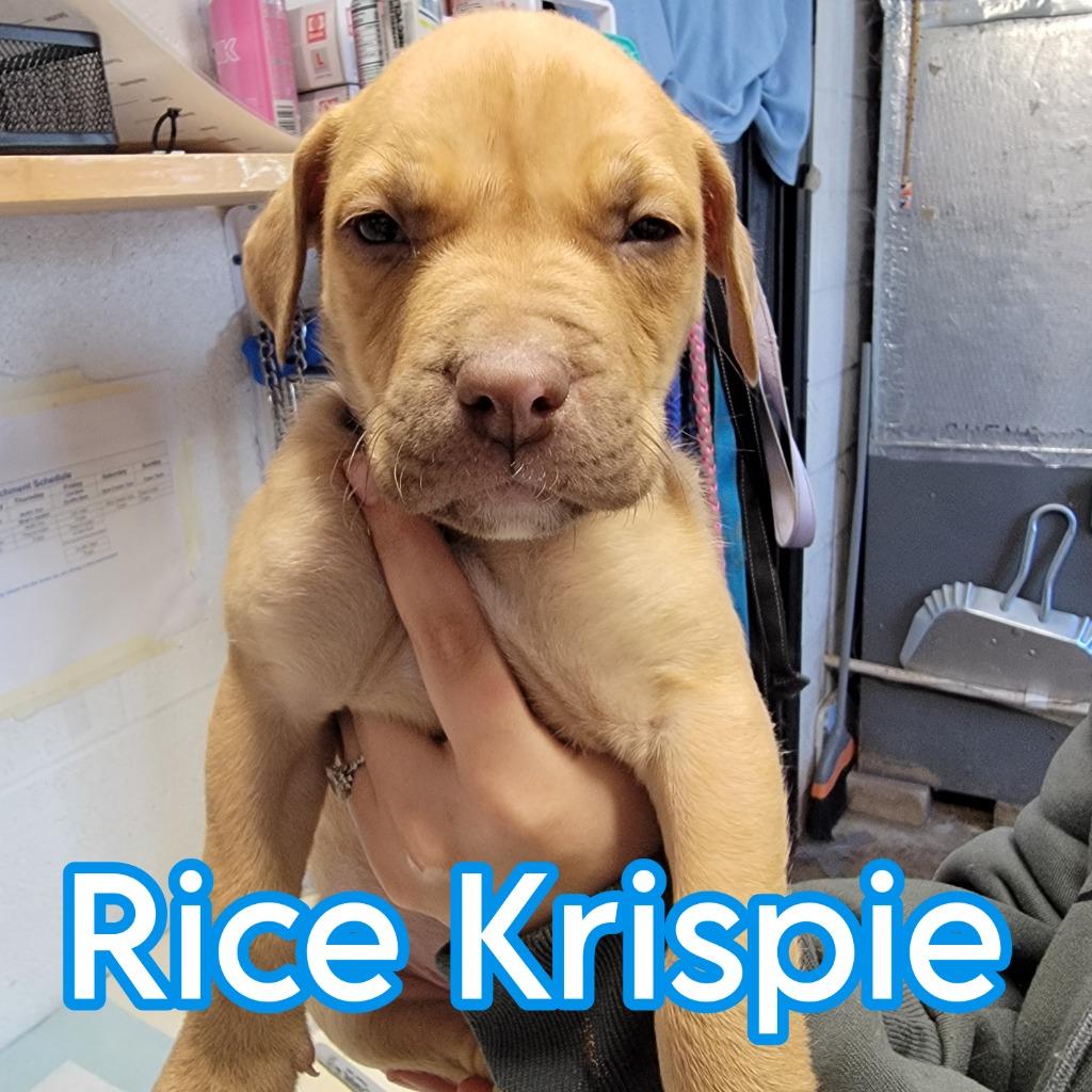 Enlarge Rice Krispie, a Adoptable mixed breed in Hillsboro, OH image 2/2