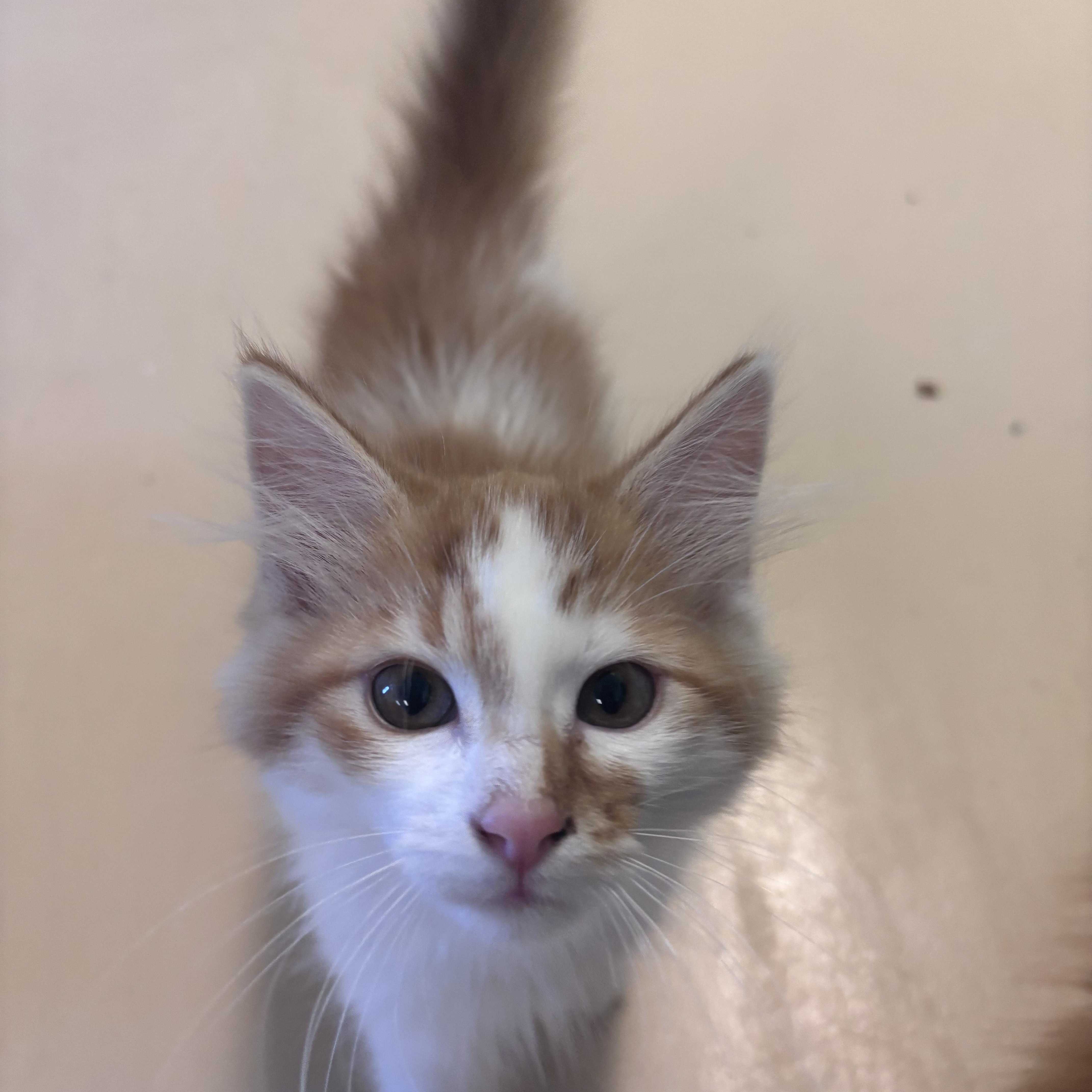 Piper, adopted, Kitten Male Domestic Medium Hair.