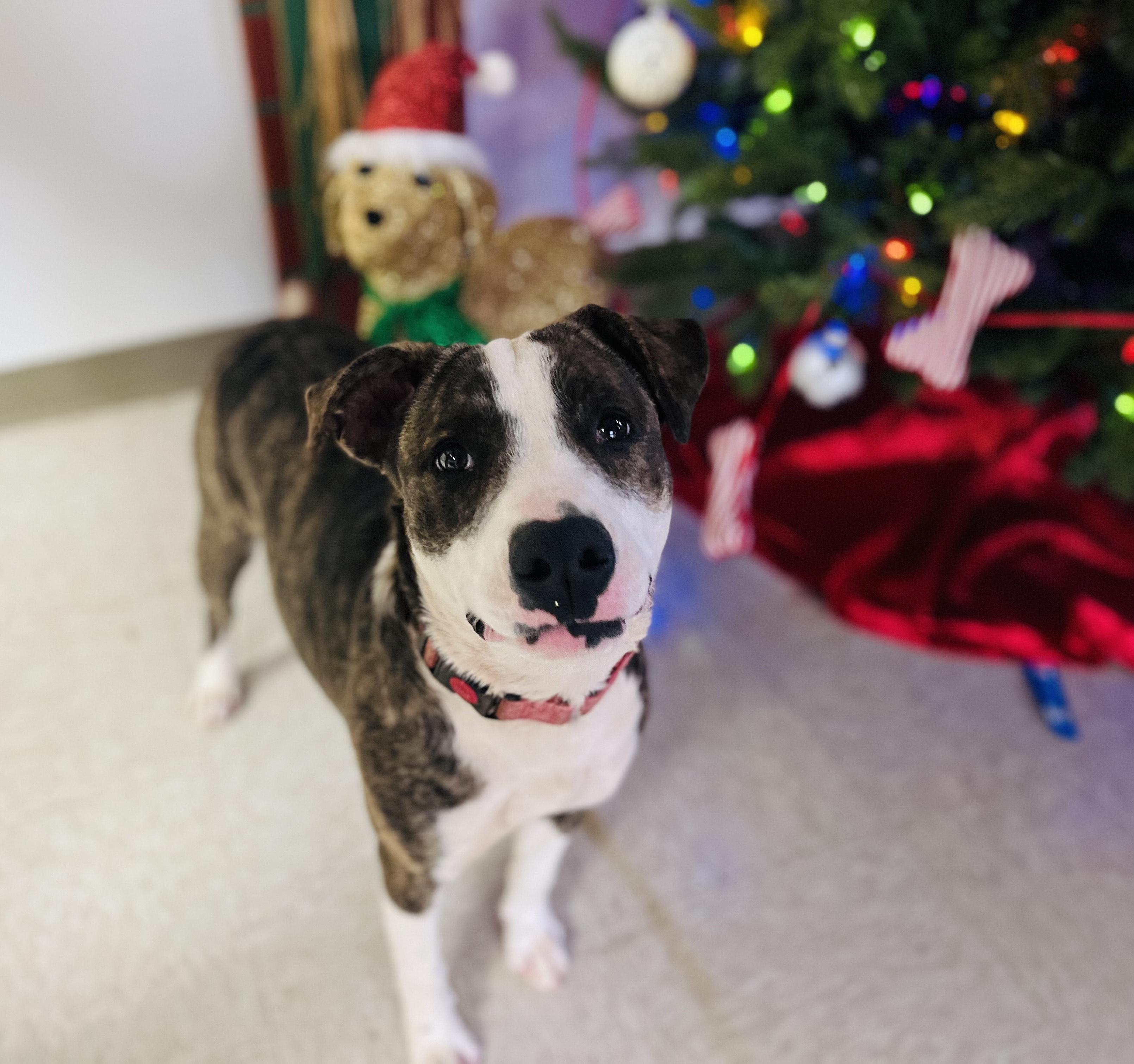 Serena, a hold Mixed Breed in Chickasha, OK image 1/2