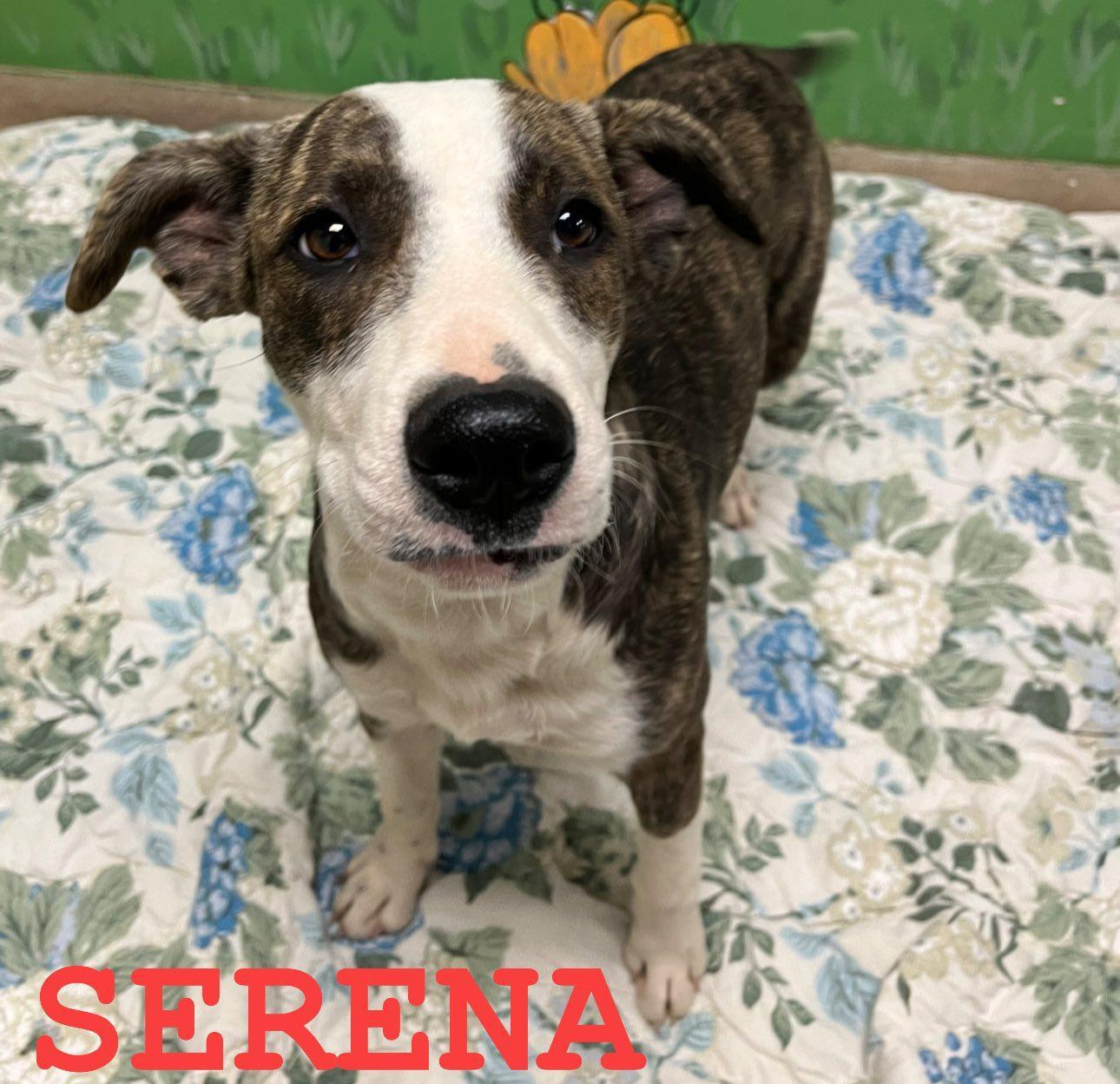Serena, a hold Mixed Breed in Chickasha, OK image 2/2