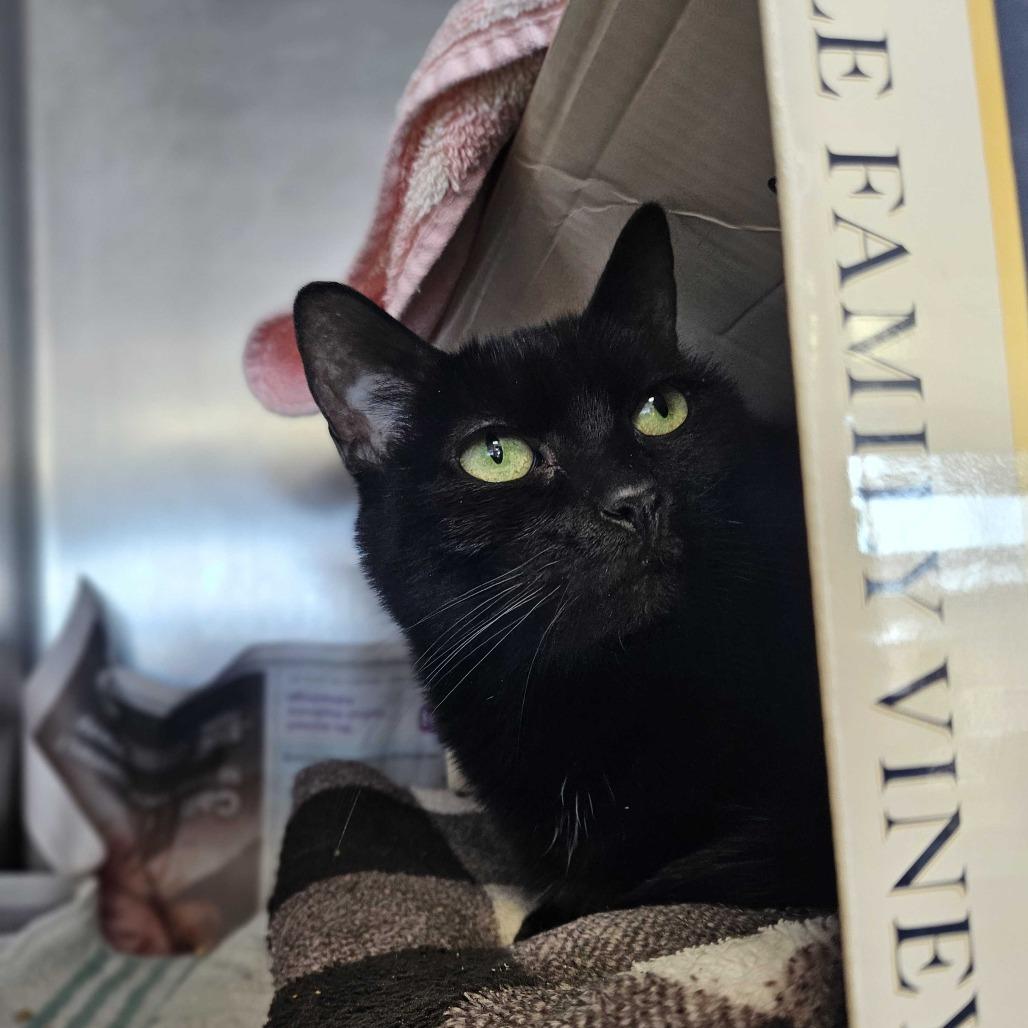 Enlarge Missy, a Adoptable Domestic Short Hair in Dover, NH image 1/3