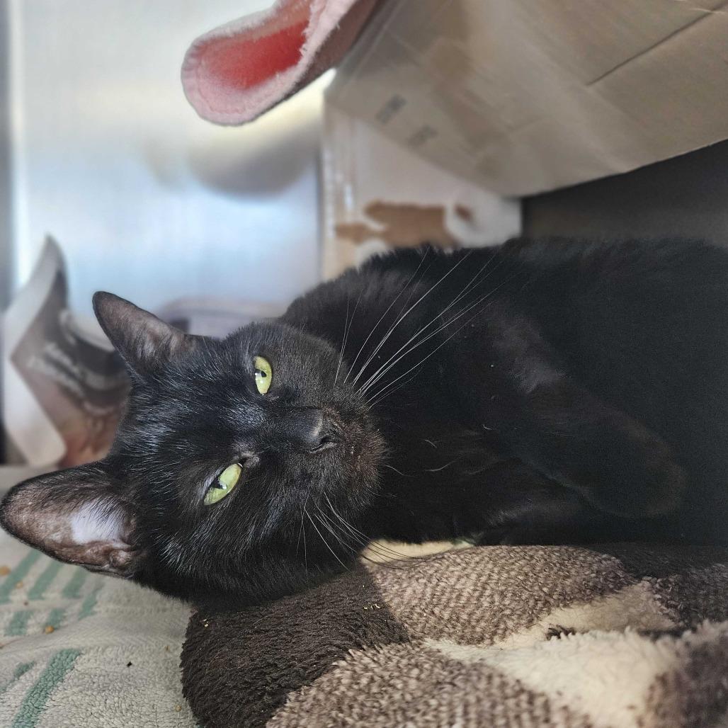 Enlarge Missy, a Adoptable Domestic Short Hair in Dover, NH image 2/3