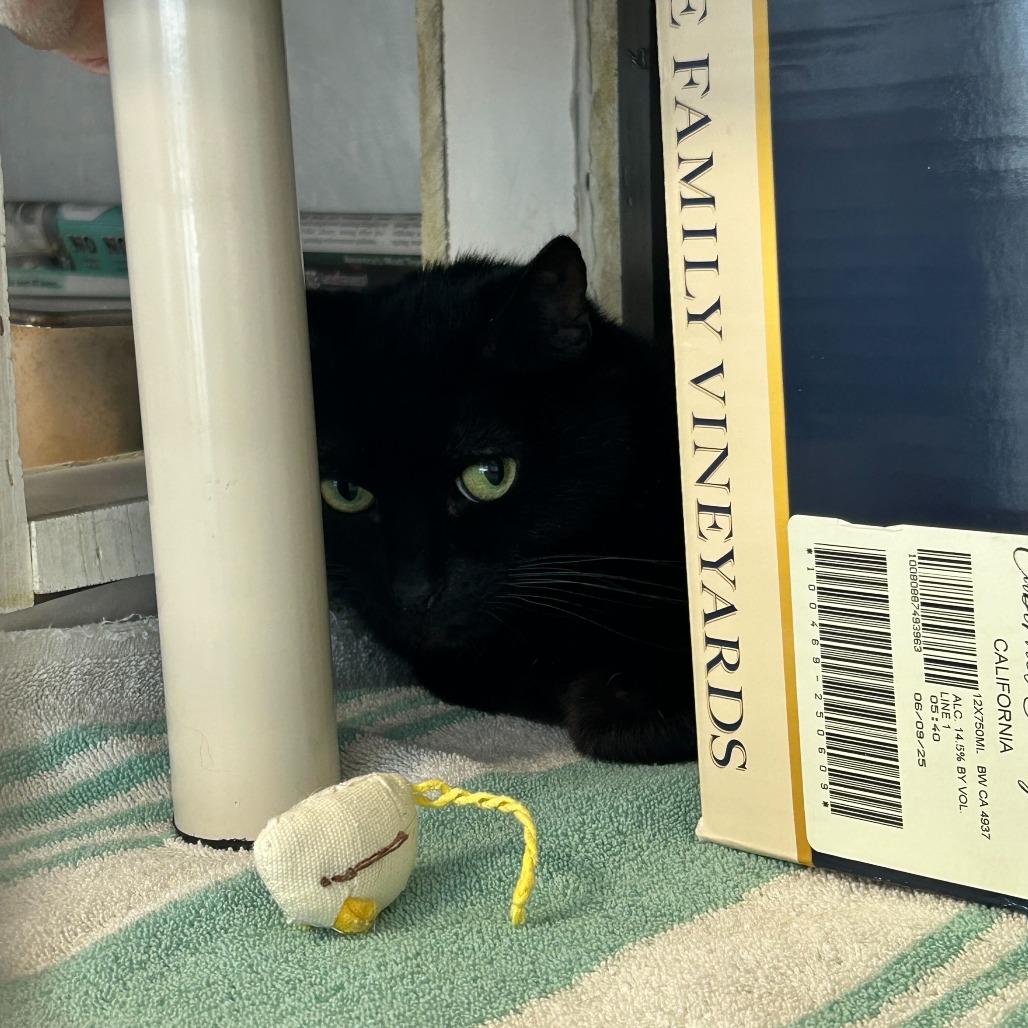 Enlarge Missy, a Adoptable Domestic Short Hair in Dover, NH image 3/3