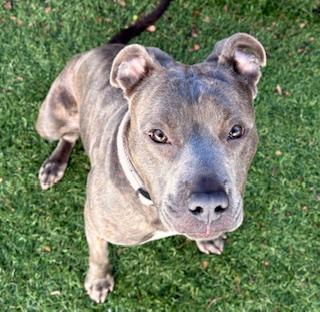 Enlarge Marlo, a Adoptable mixed breed in Mount Juliet, TN image 5/5