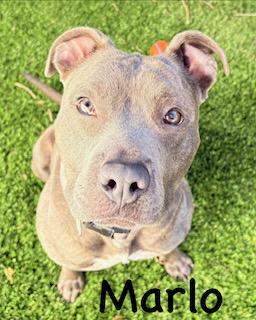 Enlarge Marlo, a Adoptable mixed breed in Mount Juliet, TN image 4/5