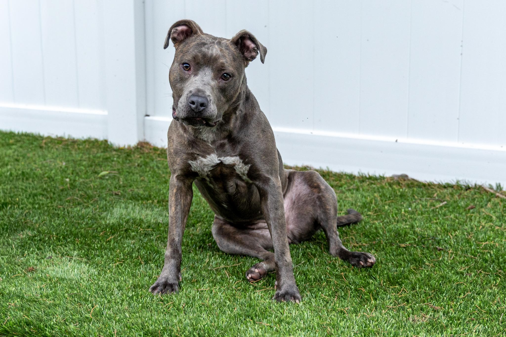 Marlo, Adoptable, Young Female Terrier.