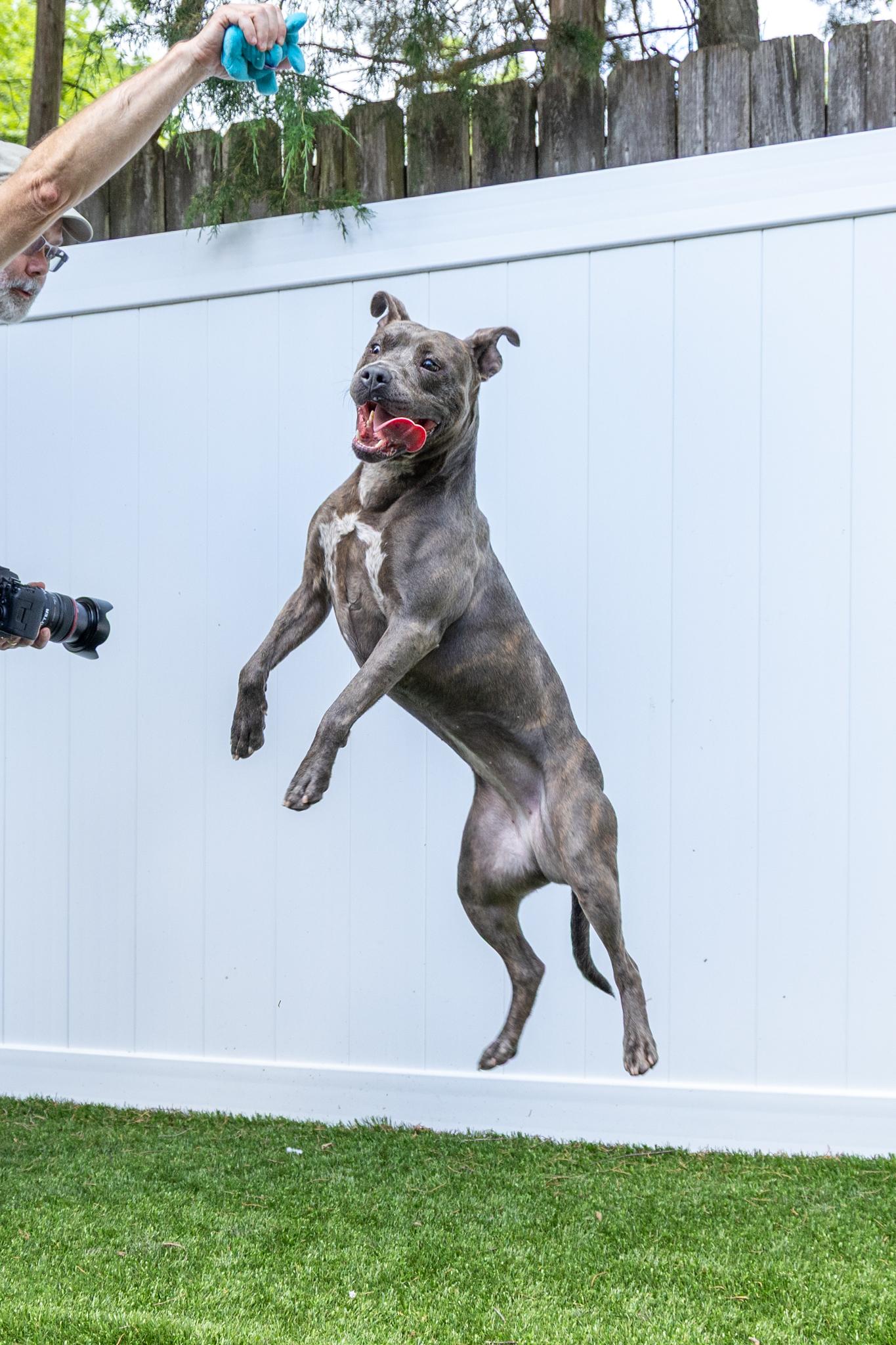 Marlo, a Adoptable mixed breed in Mount Juliet, TN image 2/6
