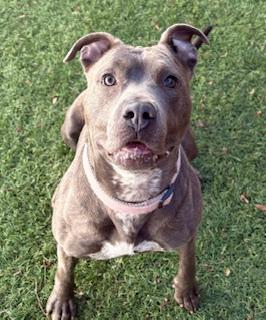 Enlarge Marlo, a Adoptable mixed breed in Mount Juliet, TN image 2/5