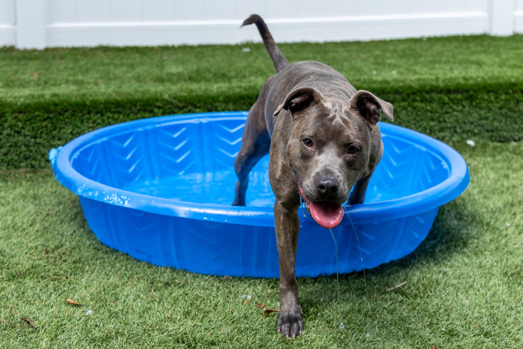 Marlo, a Adoptable mixed breed in Mount Juliet, TN image 3/6
