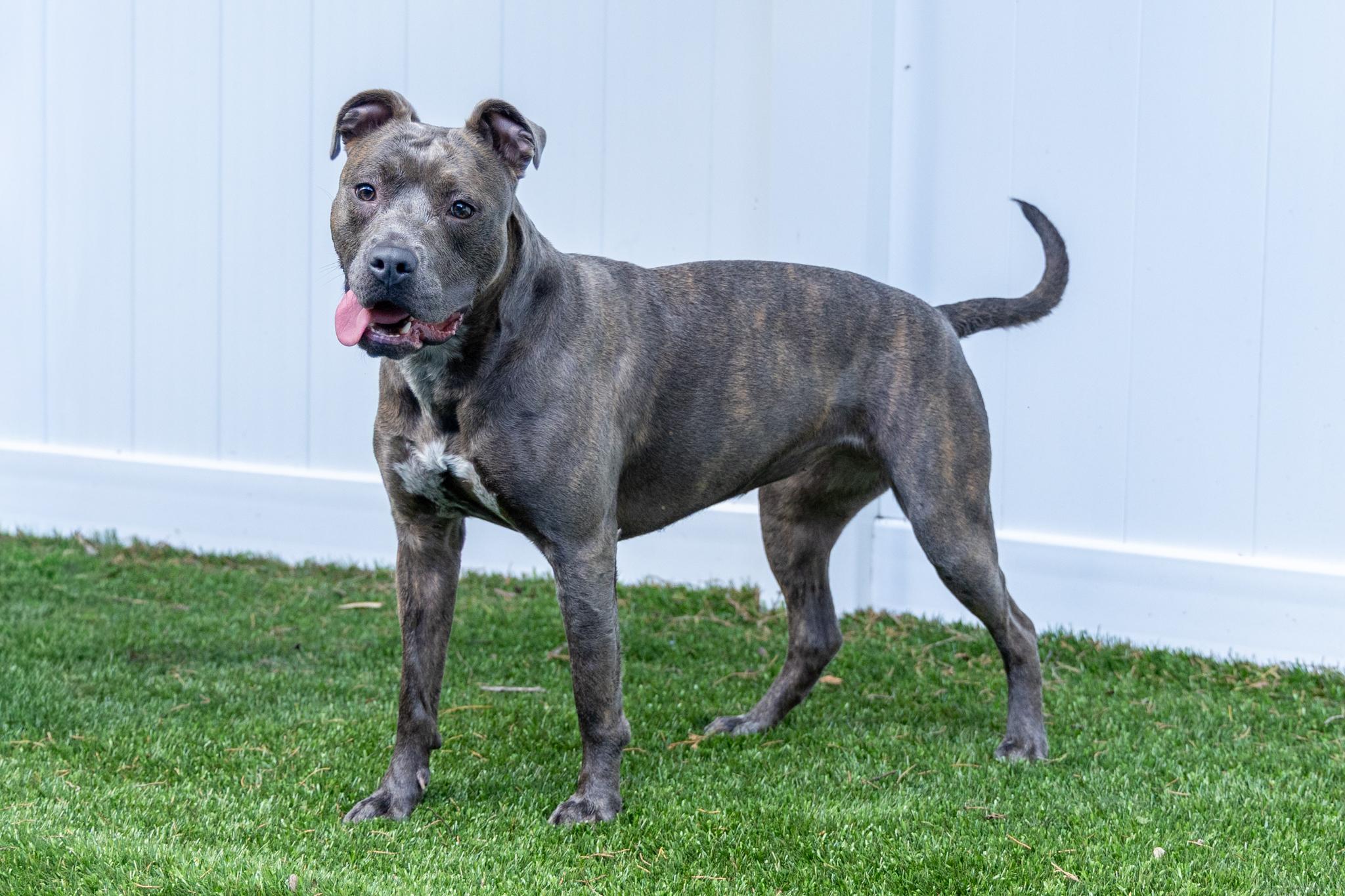 Marlo, a Adoptable mixed breed in Mount Juliet, TN image 4/6
