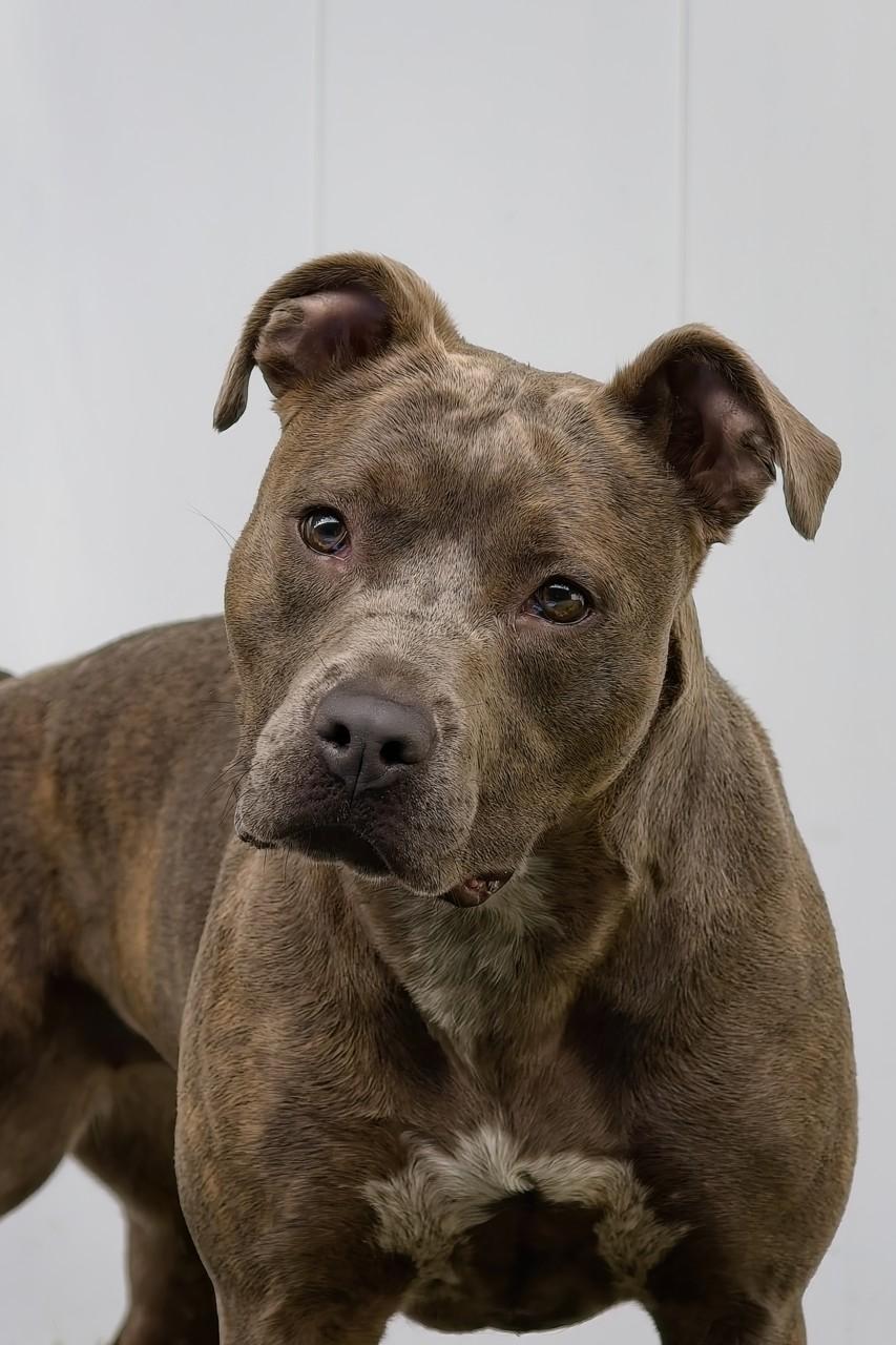 Marlo, a Adoptable mixed breed in Mount Juliet, TN image 6/6