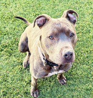 Enlarge Marlo, a Adoptable mixed breed in Mount Juliet, TN image 3/5