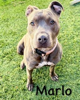 Enlarge Marlo, a Adoptable mixed breed in Mount Juliet, TN image 1/5