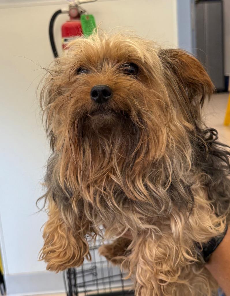 Enlarge Max**, a Adopted Yorkshire Terrier in Belton, TX image 1/1