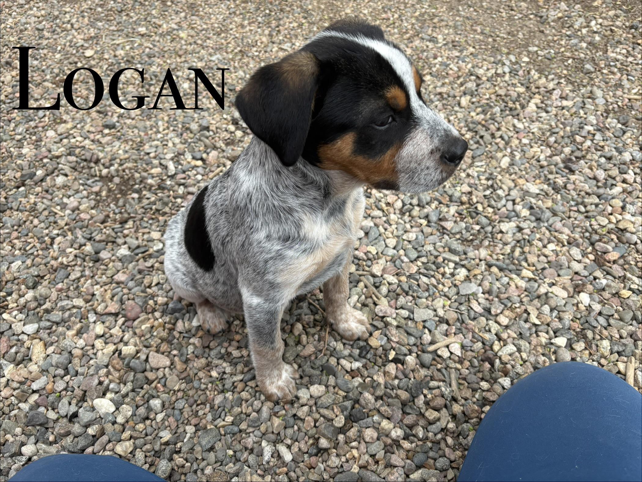Enlarge Logan, a ADOPTABLE mixed breed in Craig, CO image 1/1