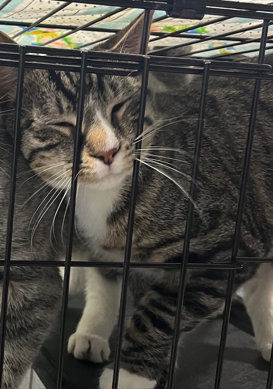 Scorpian, ADOPTABLE, Adult Male Domestic Short Hair.