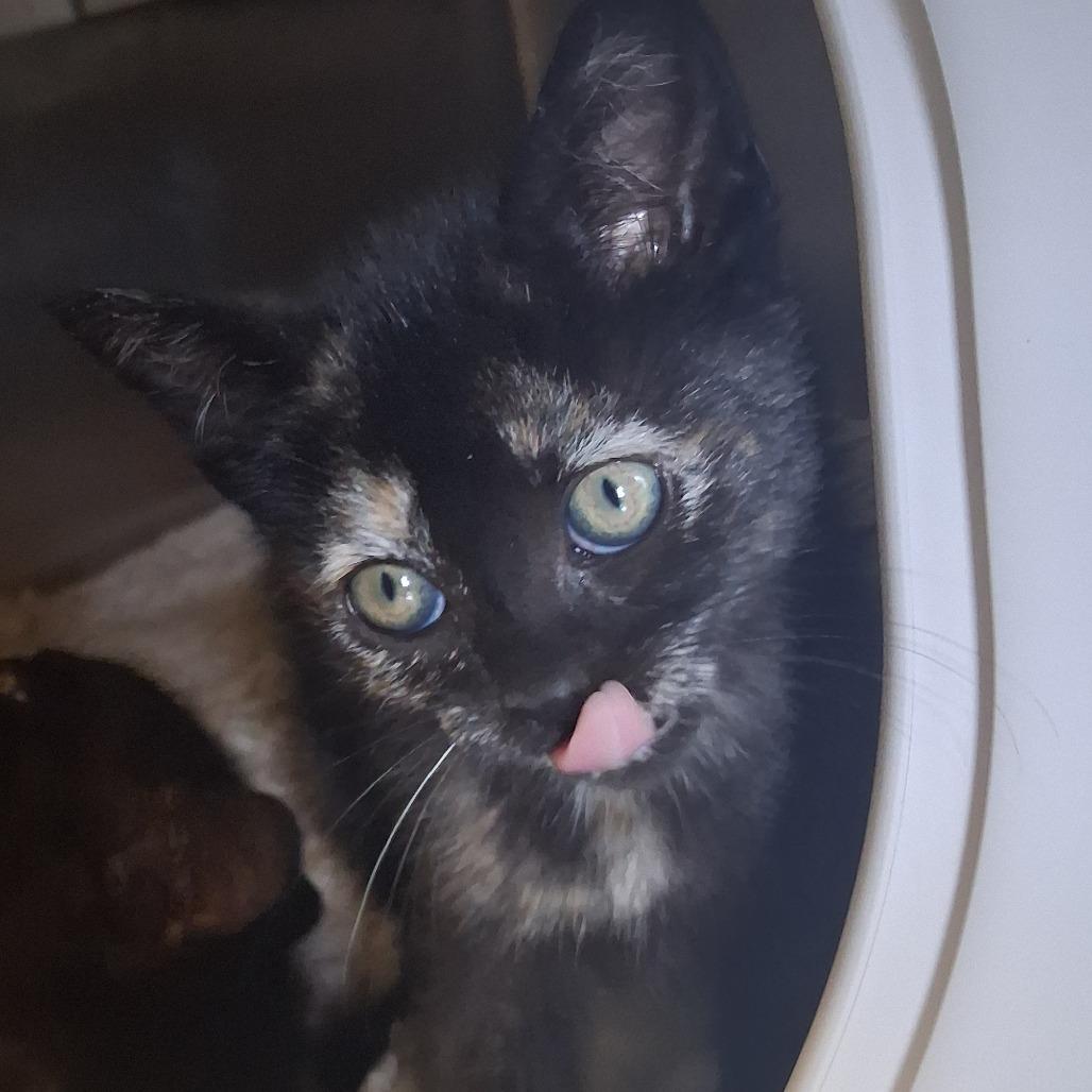 Coraline, Adoptable, Kitten Female Domestic Short Hair.