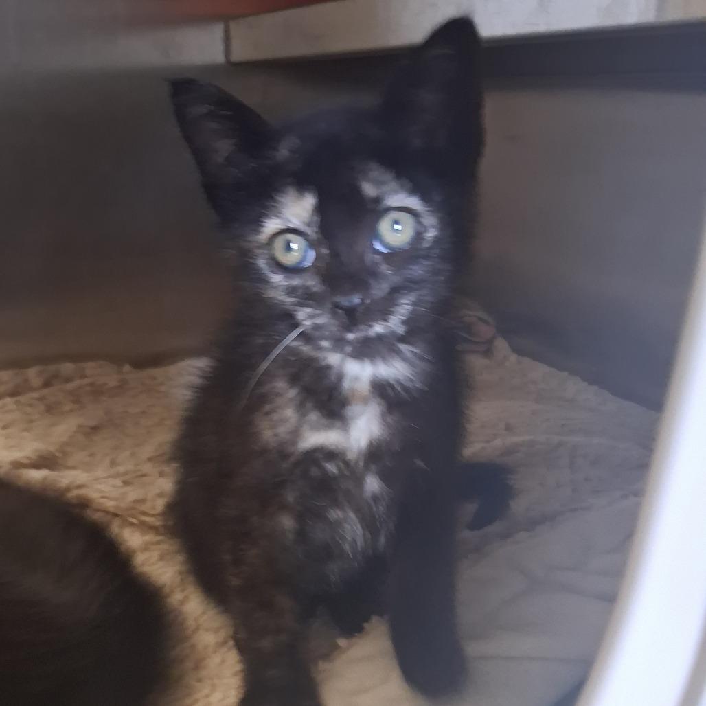 Enlarge Coraline, a Adoptable Domestic Short Hair in Fort Bragg, CA image 2/2
