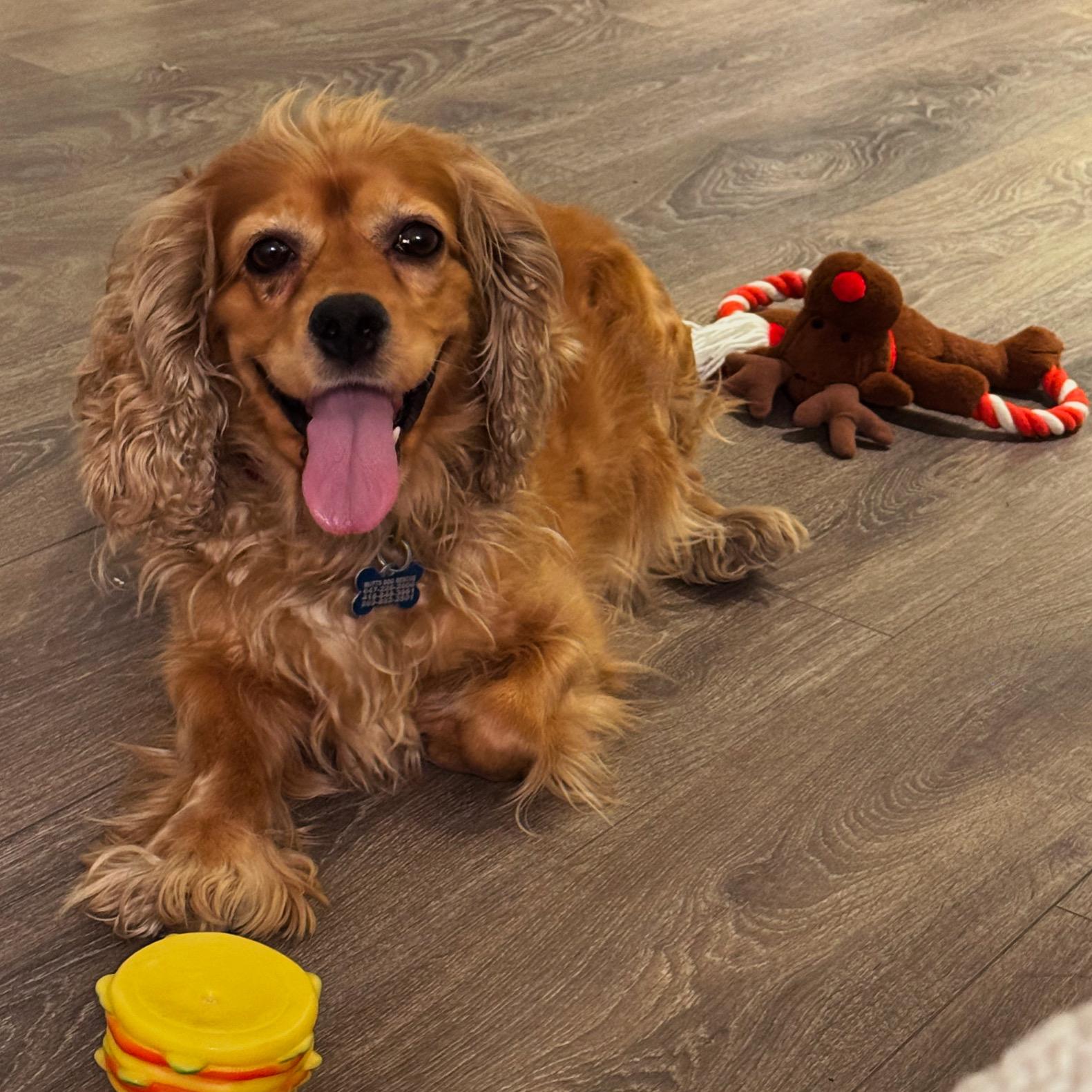 NOELLE, Adopted, Adult Female Cocker Spaniel.
