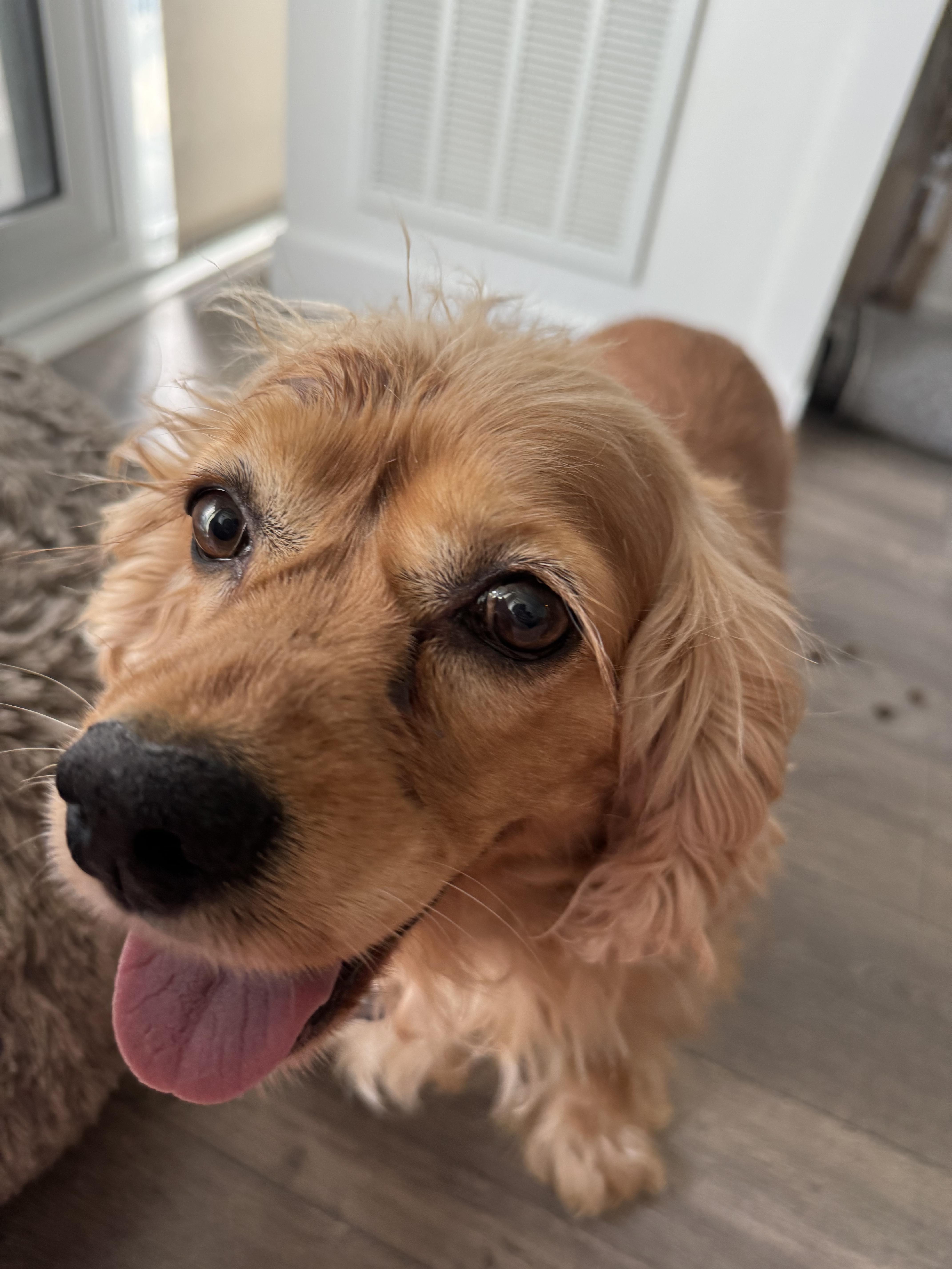 Enlarge NOELLE, a Adopted Cocker Spaniel in Richmond Hill, ON image 2/3