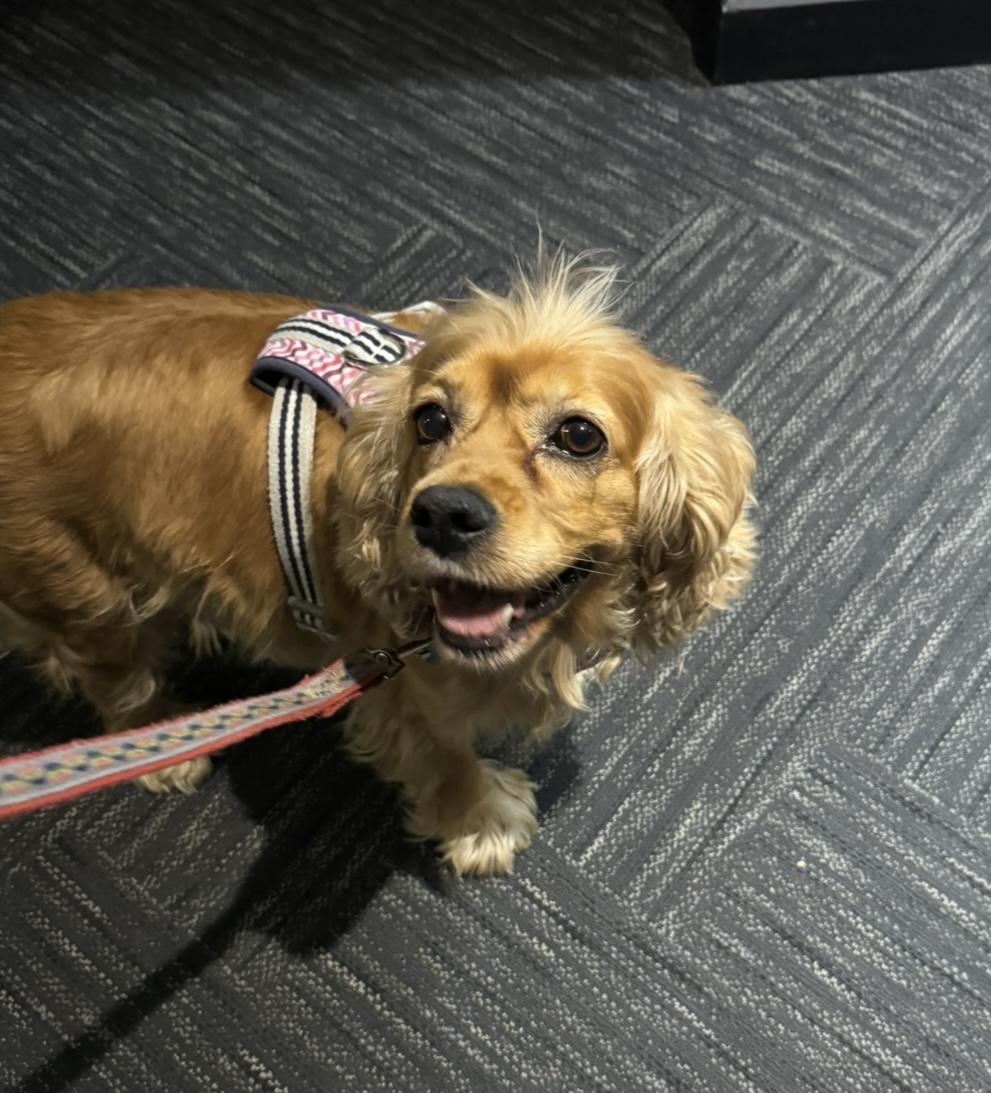 Enlarge NOELLE, a Adopted Cocker Spaniel in Richmond Hill, ON image 3/3