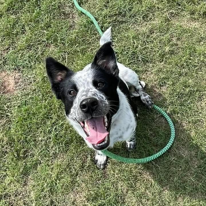 Bortis, Adoptable, Young Male Australian Cattle Dog / Blue Heeler.