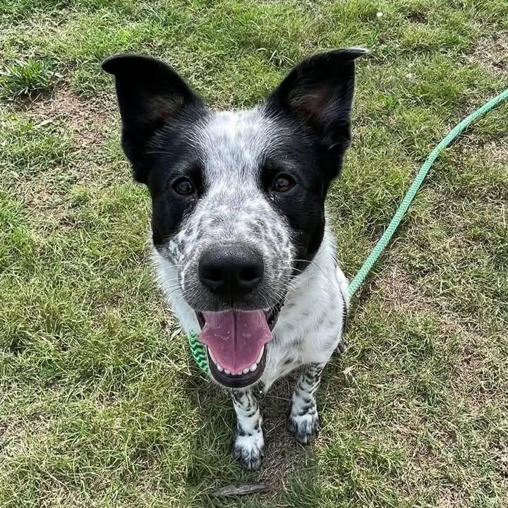 Enlarge Bortis, a Adoptable Australian Cattle Dog / Blue Heeler in Springdale, AR image 2/6