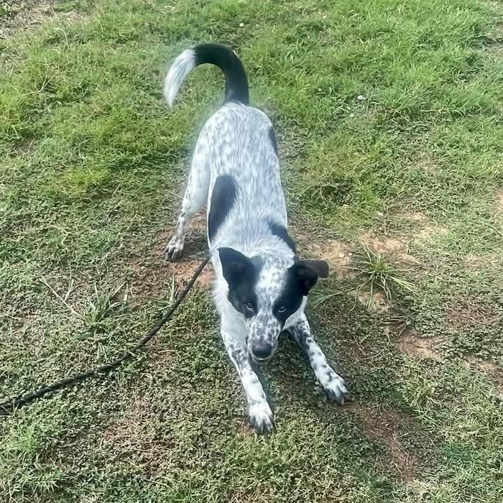 Enlarge Bortis, a Adoptable Australian Cattle Dog / Blue Heeler in Springdale, AR image 3/6