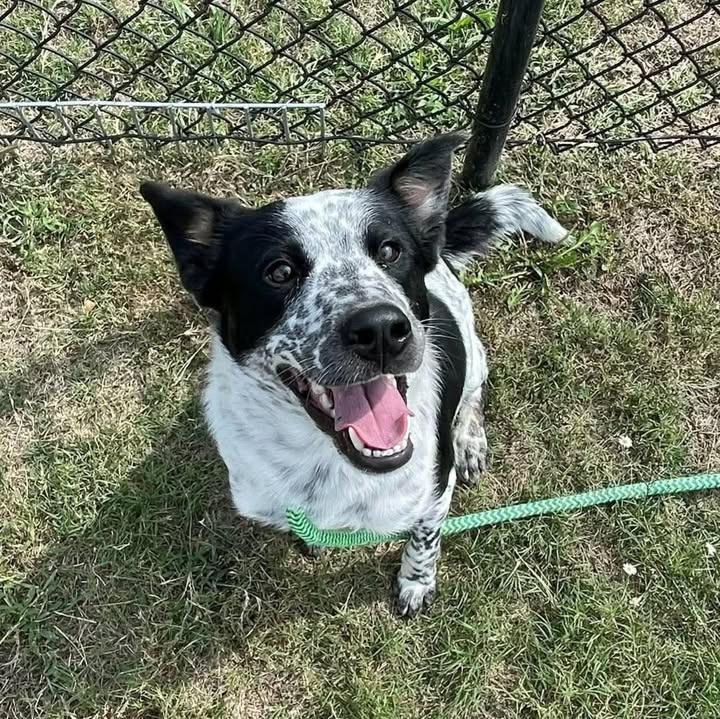 Enlarge Bortis, a Adoptable Australian Cattle Dog / Blue Heeler in Springdale, AR image 5/6