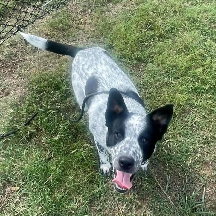 Enlarge Bortis, a Adoptable Australian Cattle Dog / Blue Heeler in Springdale, AR image 6/6