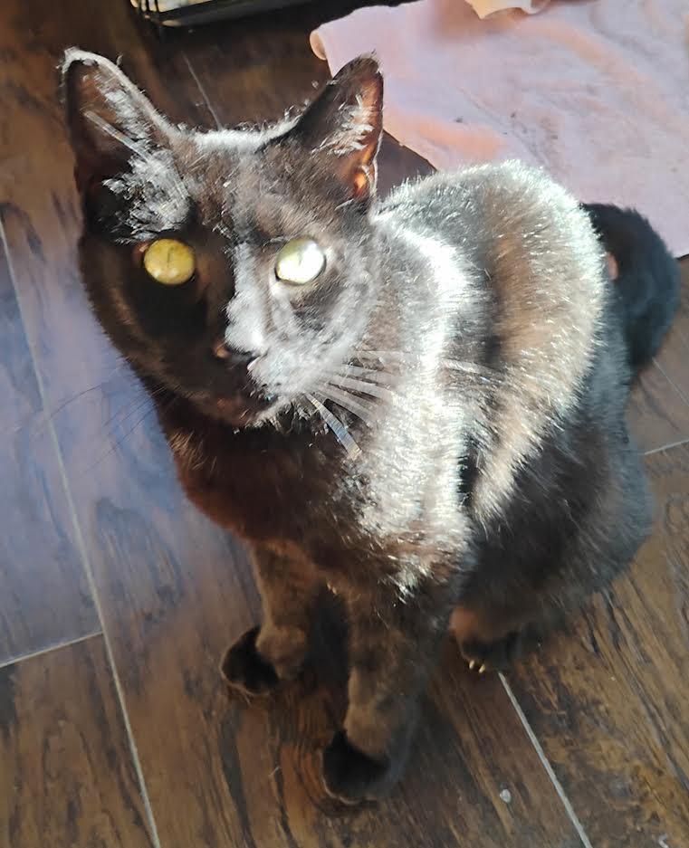 Dhalia, adoptable, Adult Female Domestic Short Hair.