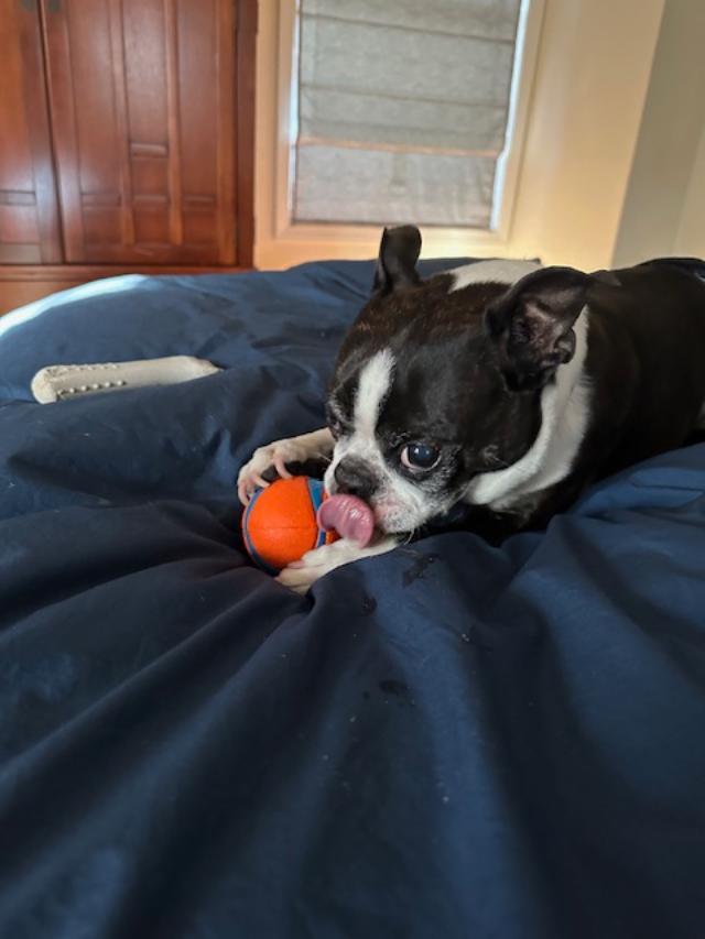 Hades, a Adoptable Boston Terrier in Accord, NY image 4/5