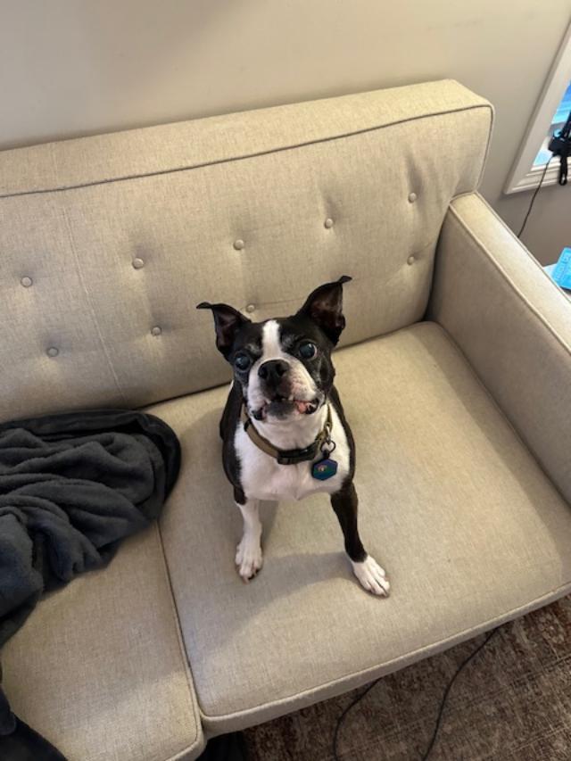 Hades, a Adoptable Boston Terrier in Accord, NY image 1/5