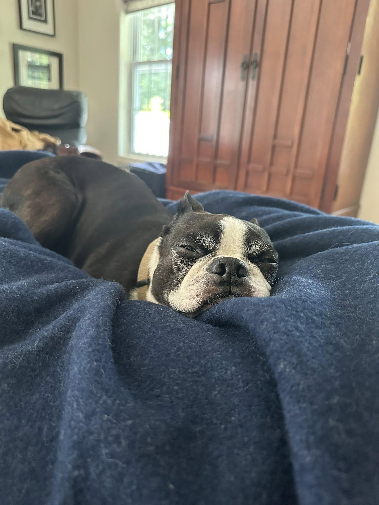 Hades, a Adoptable Boston Terrier in Accord, NY image 3/5