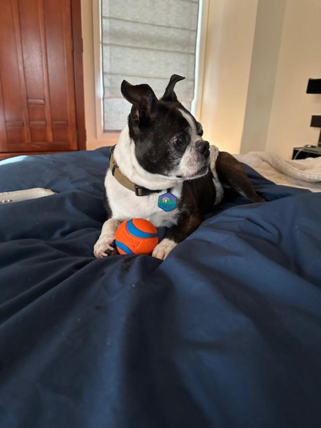 Hades, a Adoptable Boston Terrier in Accord, NY image 2/5