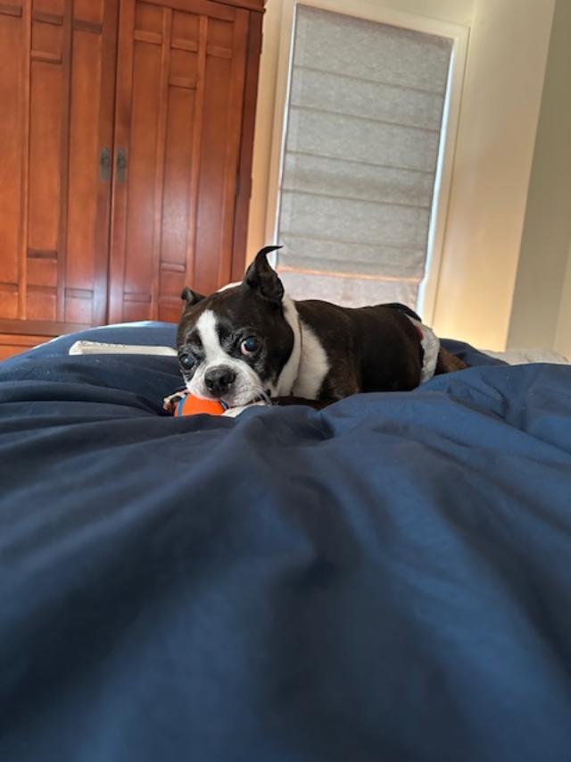 Hades, a Adoptable Boston Terrier in Accord, NY image 5/5