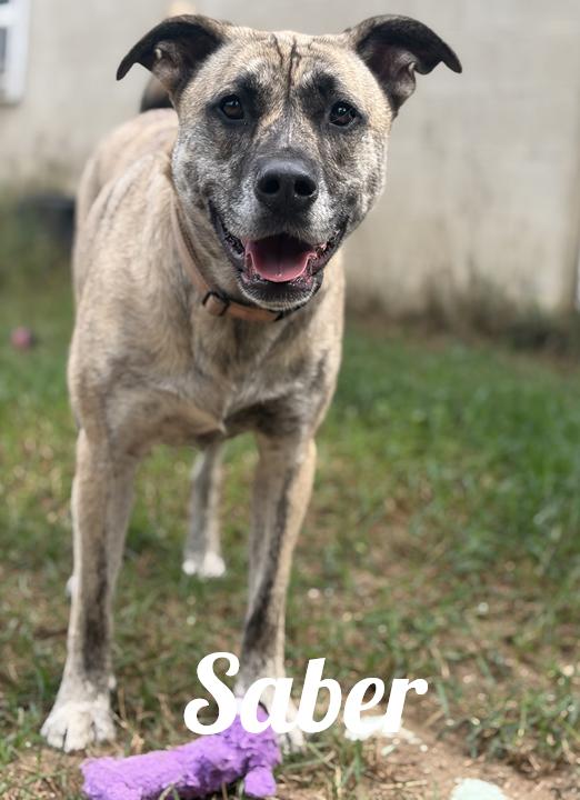 Saber, ADOPTABLE, Adult Female Mastiff.