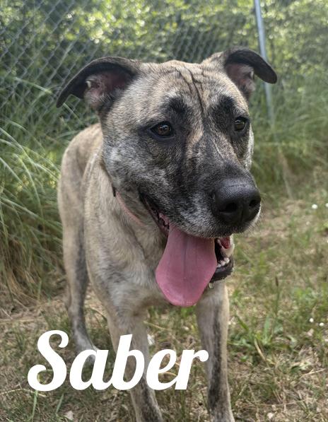 Saber, ADOPTABLE, Adult Female Mastiff.