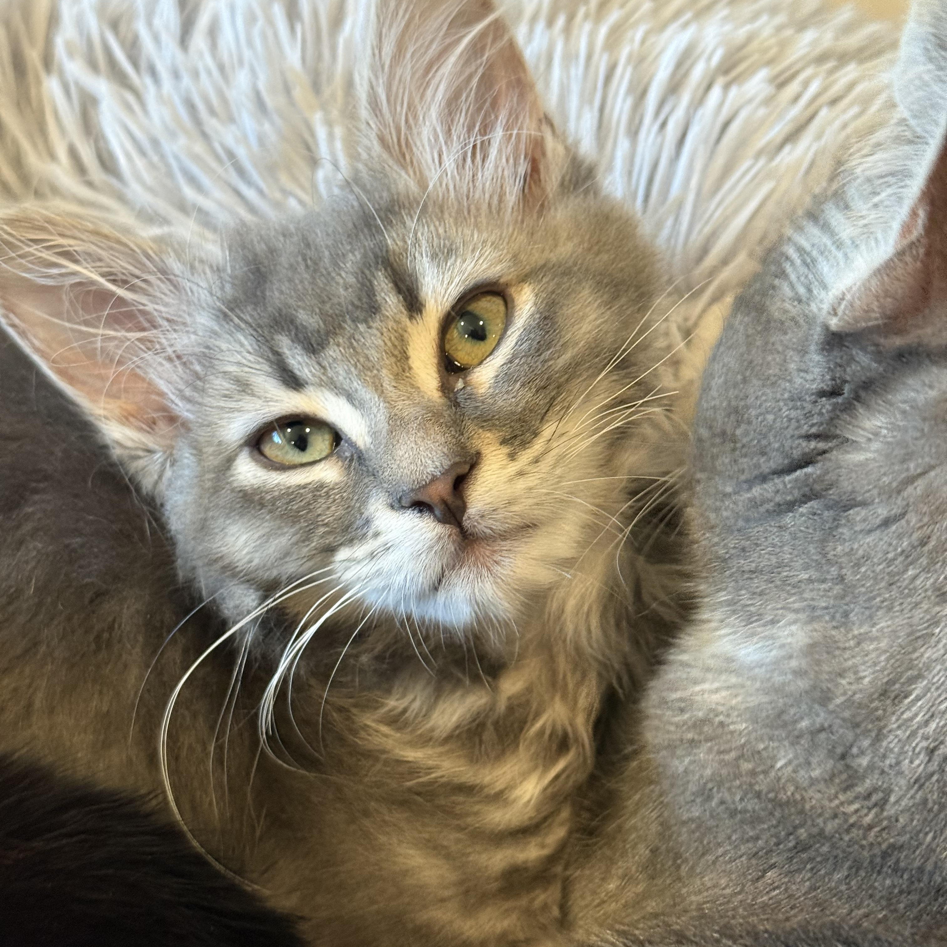 McSteamy, an adopted Domestic Medium Hair in Renton , WA image 3/3
