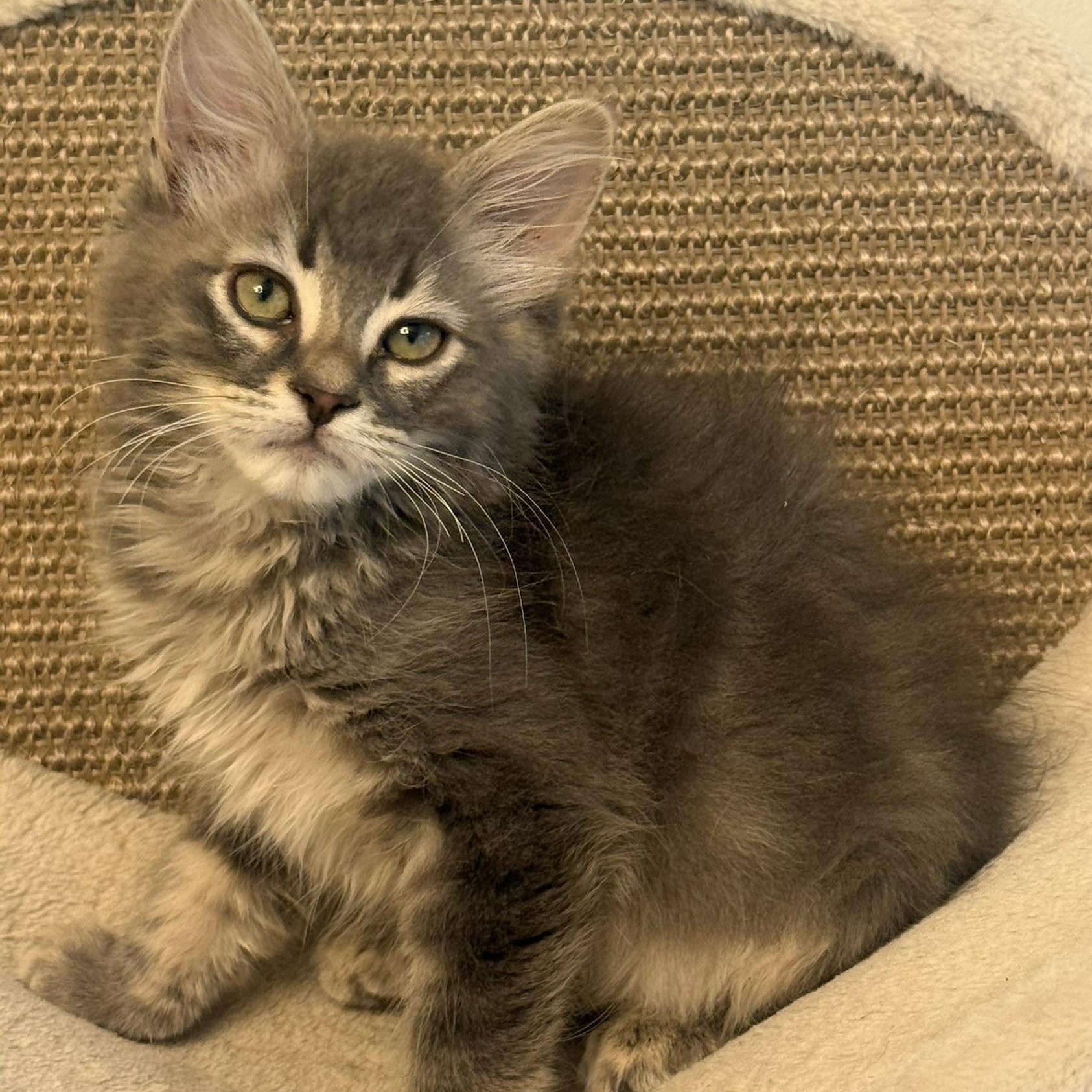 McSteamy, an adopted Domestic Medium Hair in Renton , WA image 2/3