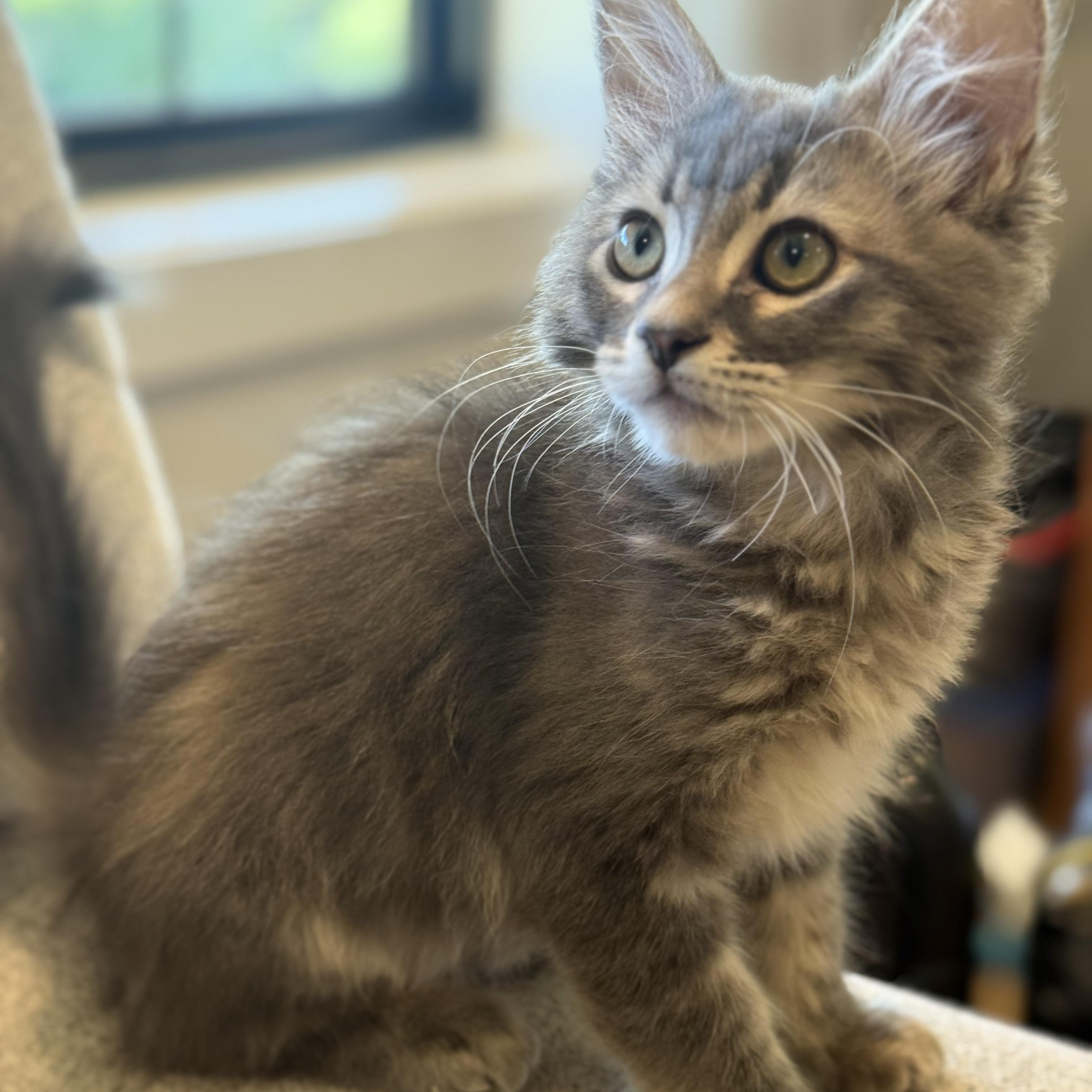 McSteamy, an adopted Domestic Medium Hair in Renton , WA image 1/3