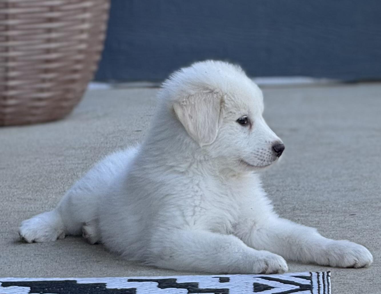 Enlarge Marshmallow AKA Marsha DFW, a Adopted Great Pyrenees in Quinlan, TX image 1/2