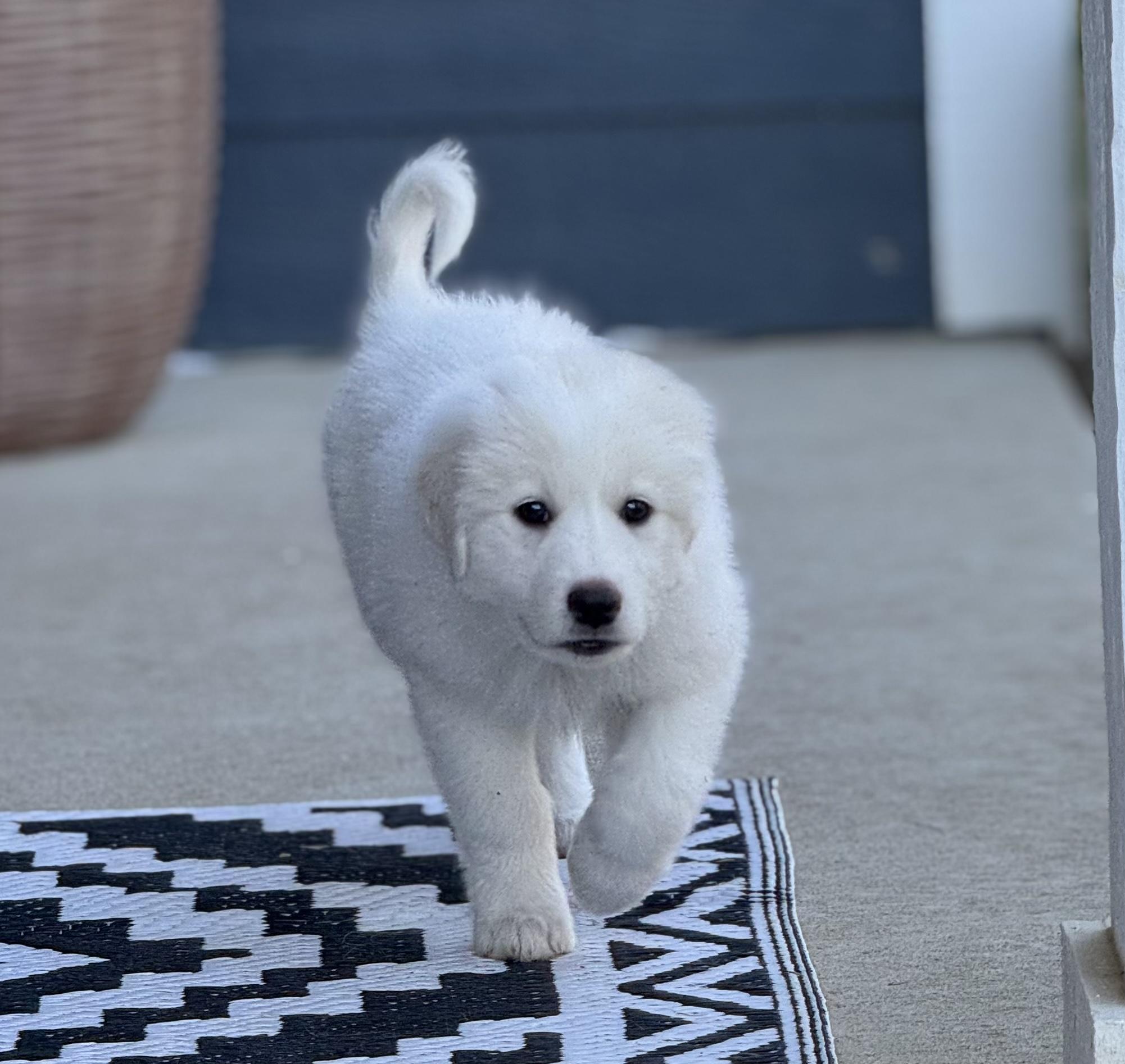 Enlarge Marshmallow AKA Marsha DFW, a Adopted Great Pyrenees in Quinlan, TX image 2/2